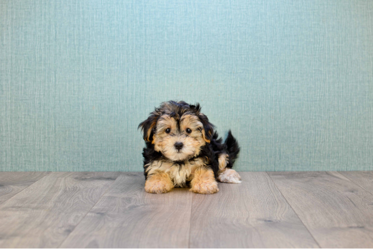 Morkie Puppy for Adoption