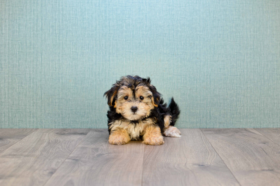 Morkie Puppy for Adoption