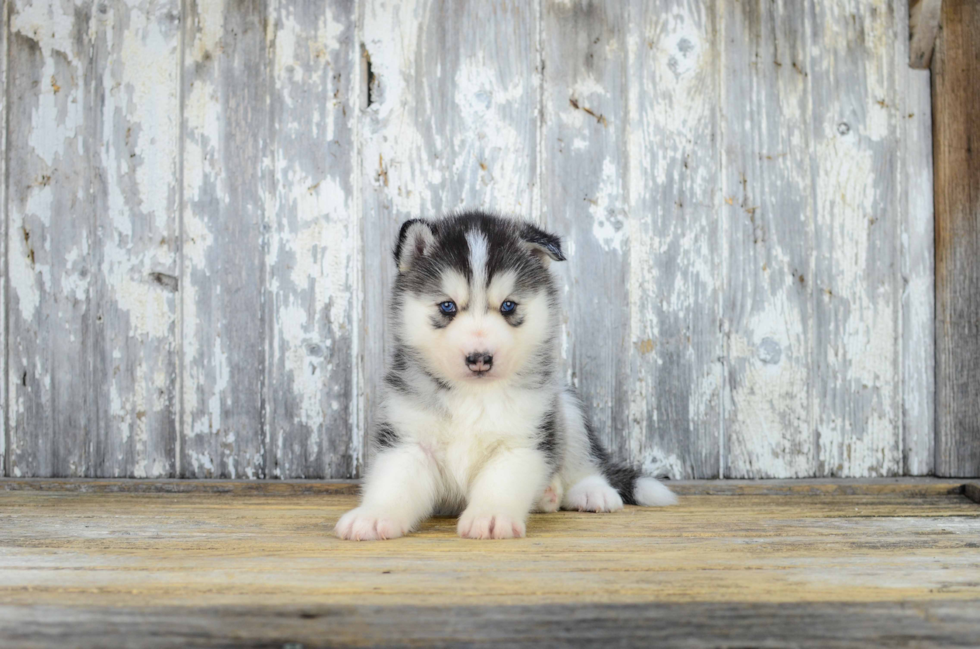 Sweet Pomsky Baby