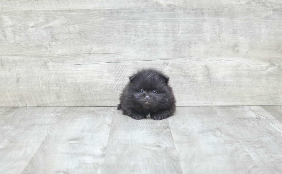 Friendly Pomeranian Purebred Pup