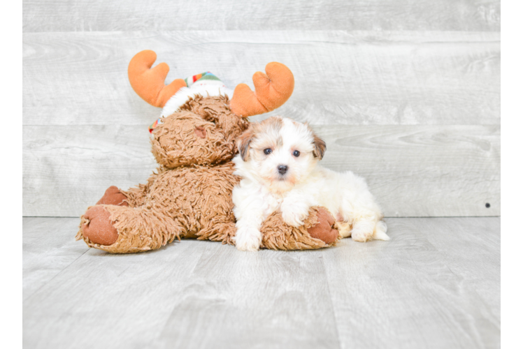 Playful Yorkie Designer Puppy