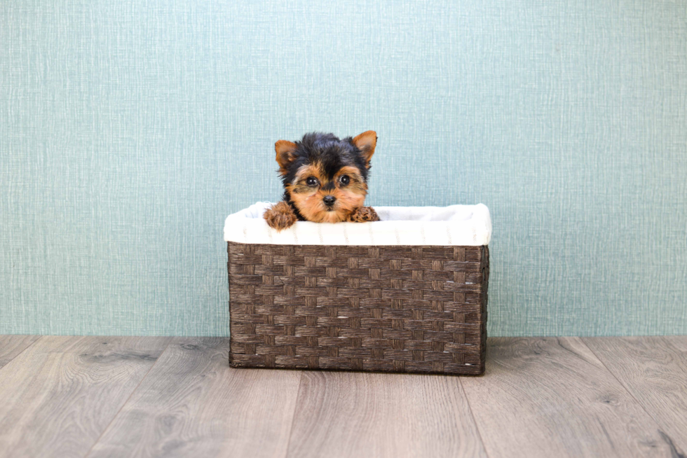 Meet Nugget - our Yorkshire Terrier Puppy Photo 