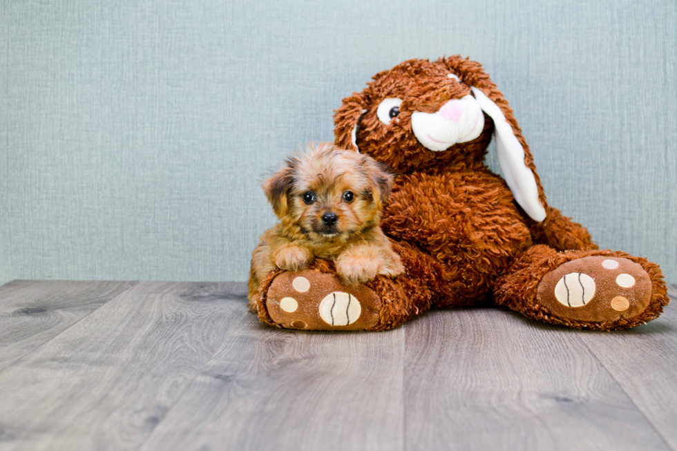 Morkie Pup Being Cute