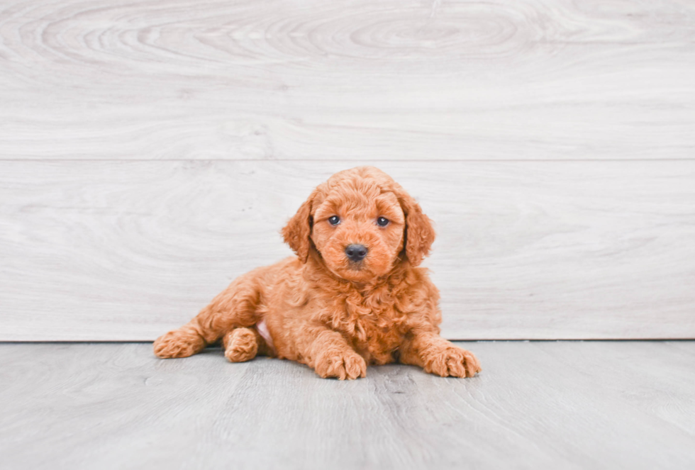 Mini Goldendoodle Pup Being Cute