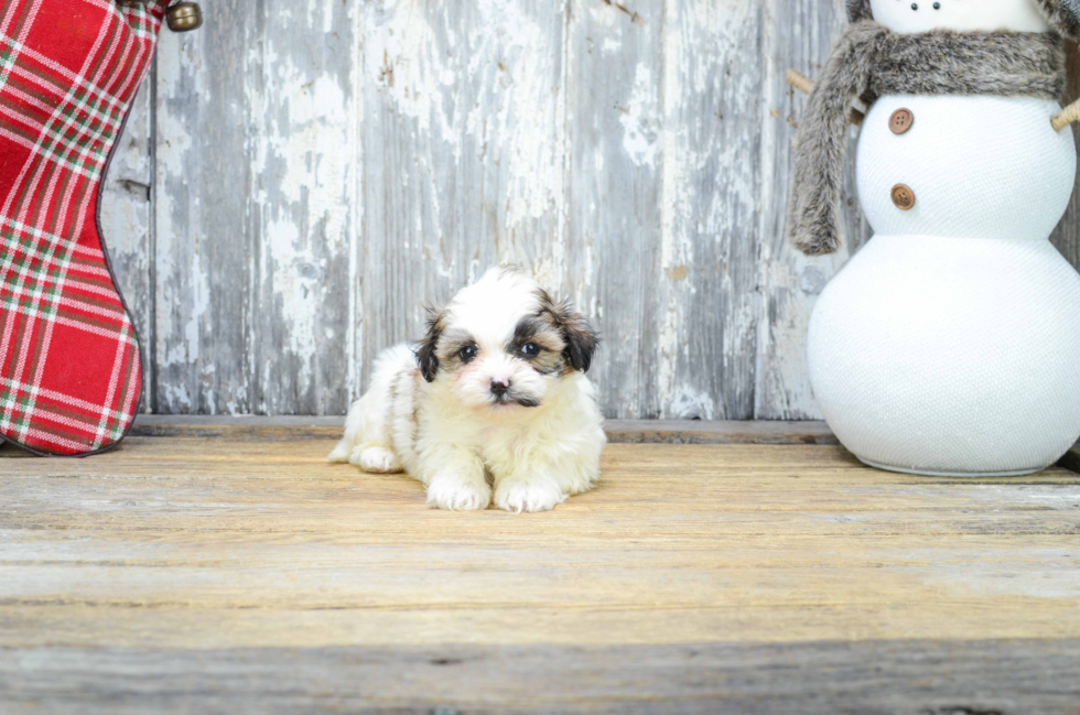 Teddy Bear Puppy for Adoption