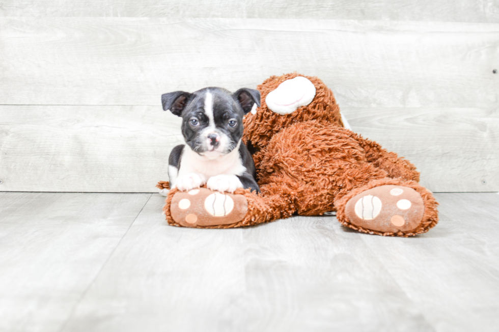 French Bulldog Pup Being Cute