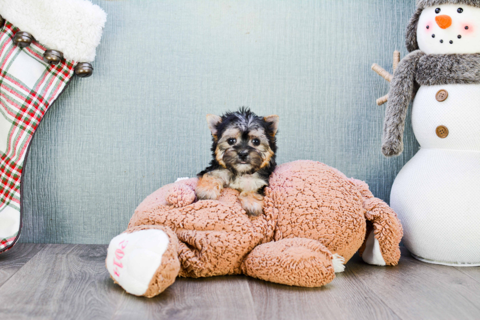 Hypoallergenic Yorkie Designer Puppy