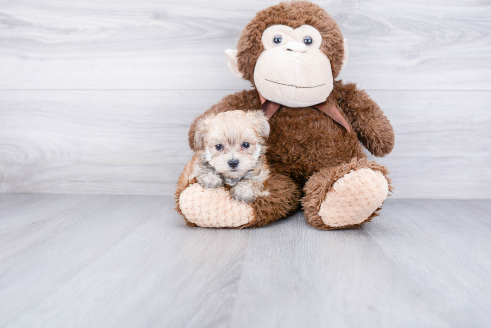 Little Yorkie Designer Puppy