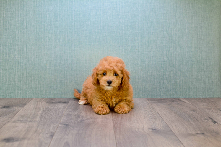 Mini Goldendoodle Puppy for Adoption