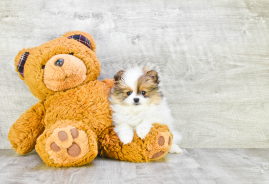 Best Pomeranian Baby