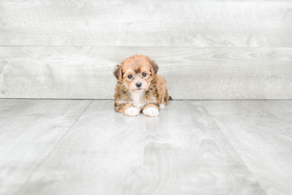 Morkie Puppy for Adoption