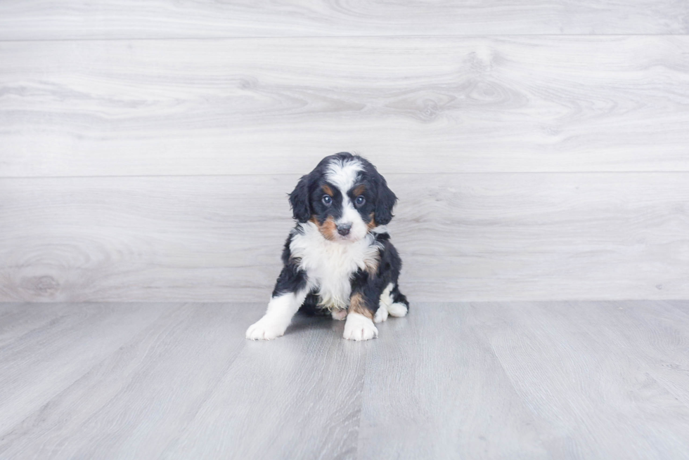 Petite Mini Bernedoodle Poodle Mix Pup