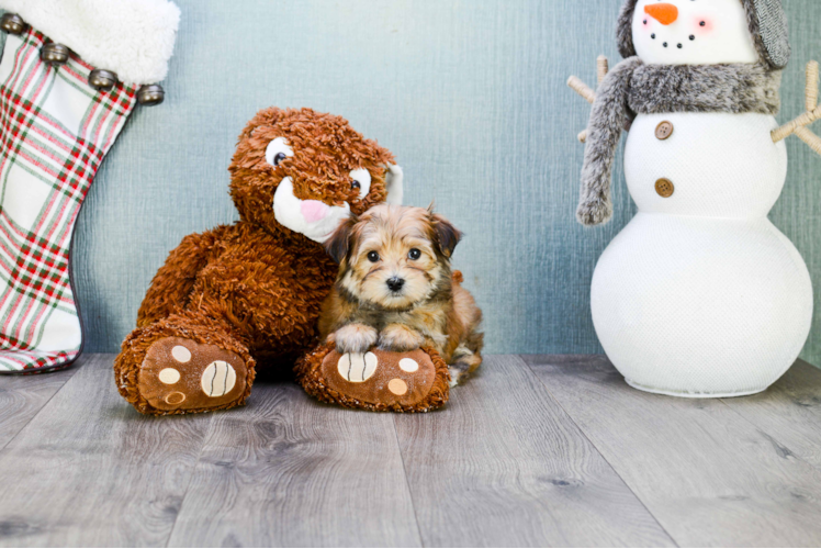 Petite Morkie Designer Pup