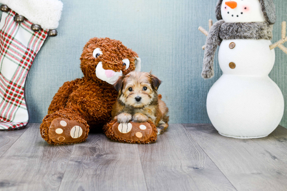 Petite Morkie Designer Pup