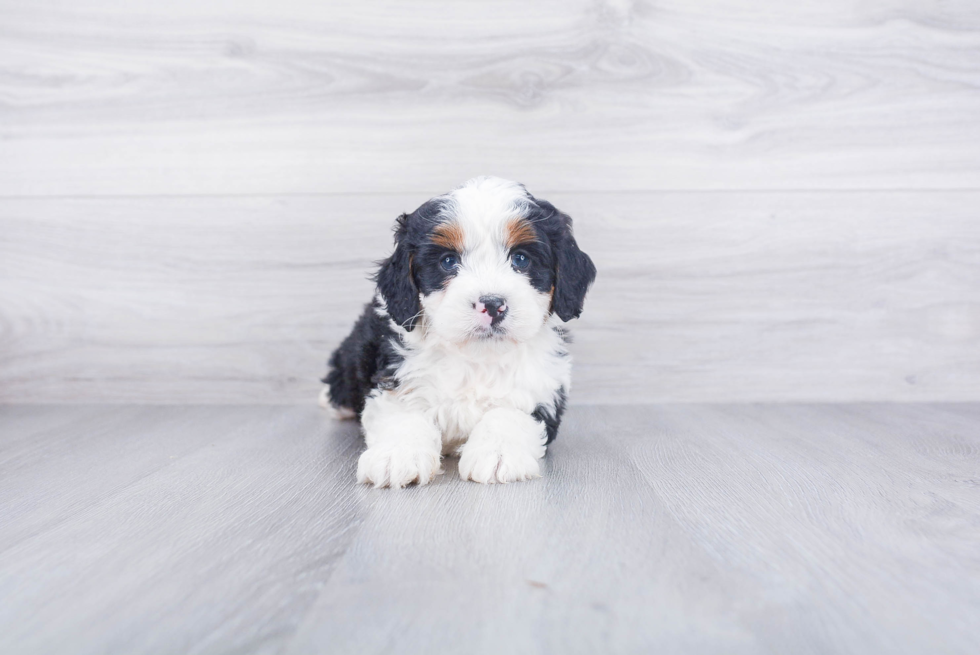Friendly Mini Bernedoodle Baby