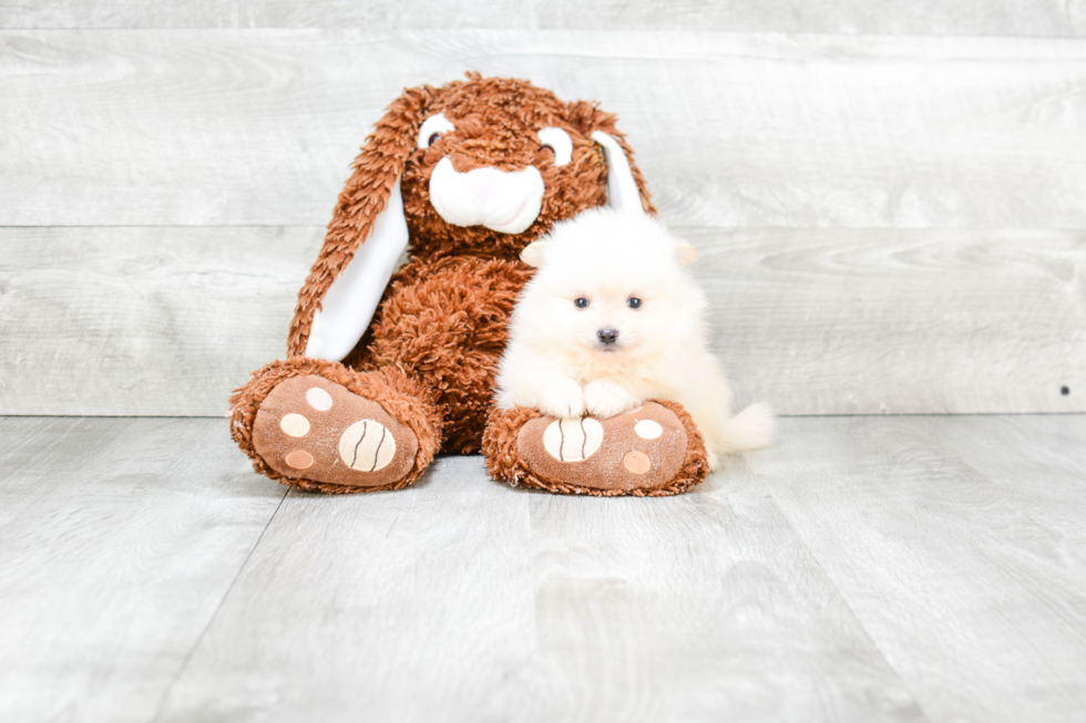 Best Pomeranian Baby