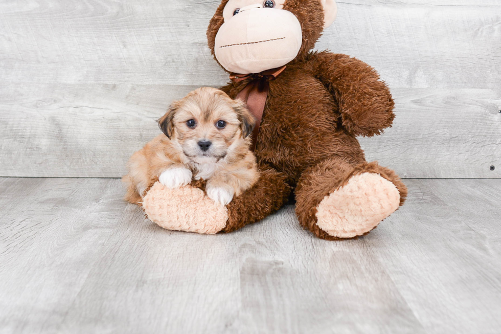 Best Teddy Bear Baby