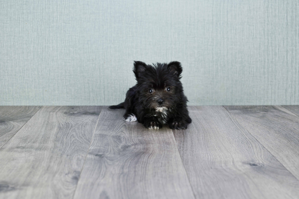 Little Yorkie Designer Puppy