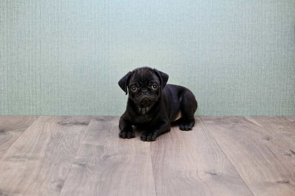 Pug Puppy for Adoption