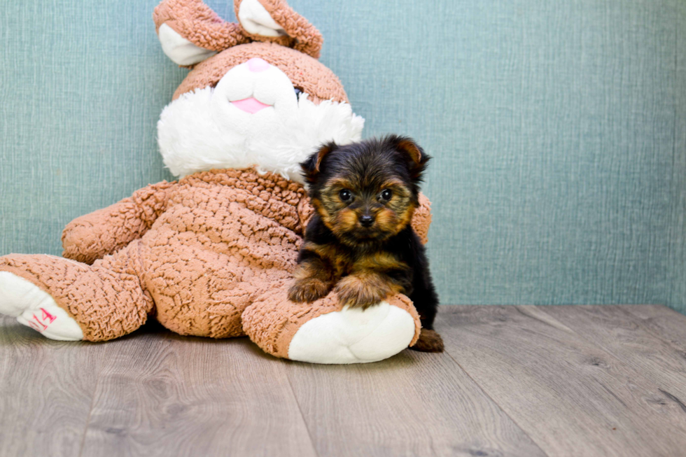 Meet Timmy - our Yorkshire Terrier Puppy Photo 