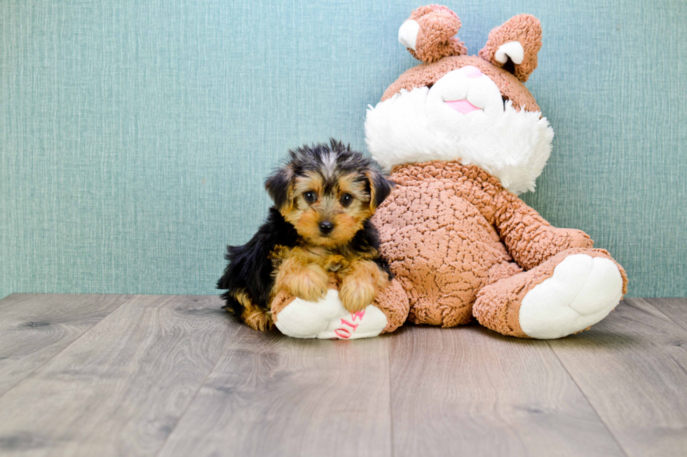 Meet Bronze - our Yorkshire Terrier Puppy Photo 
