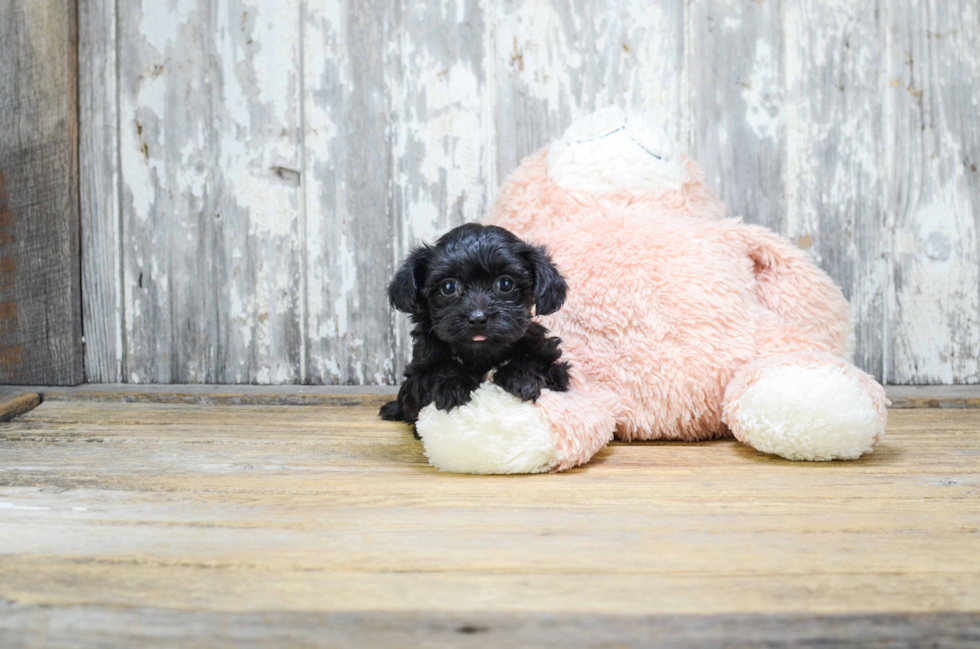 Morkie Pup Being Cute
