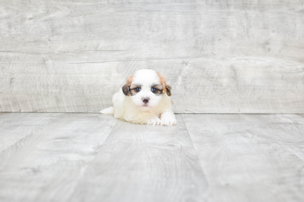 Petite Teddy Bear Designer Pup