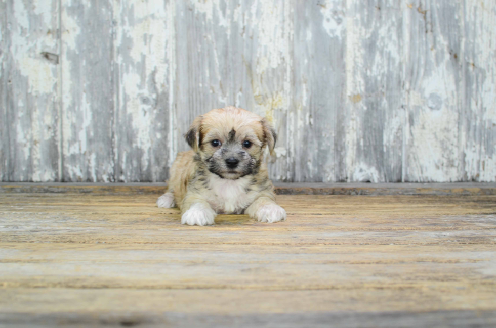 Little Yorkie Designer Puppy