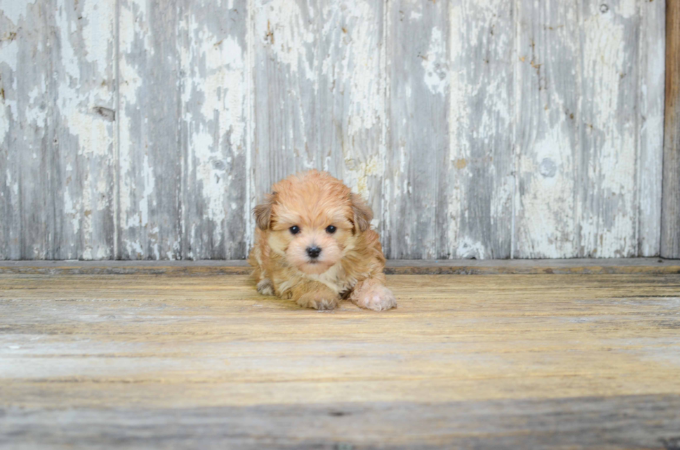 Friendly Morkie Baby