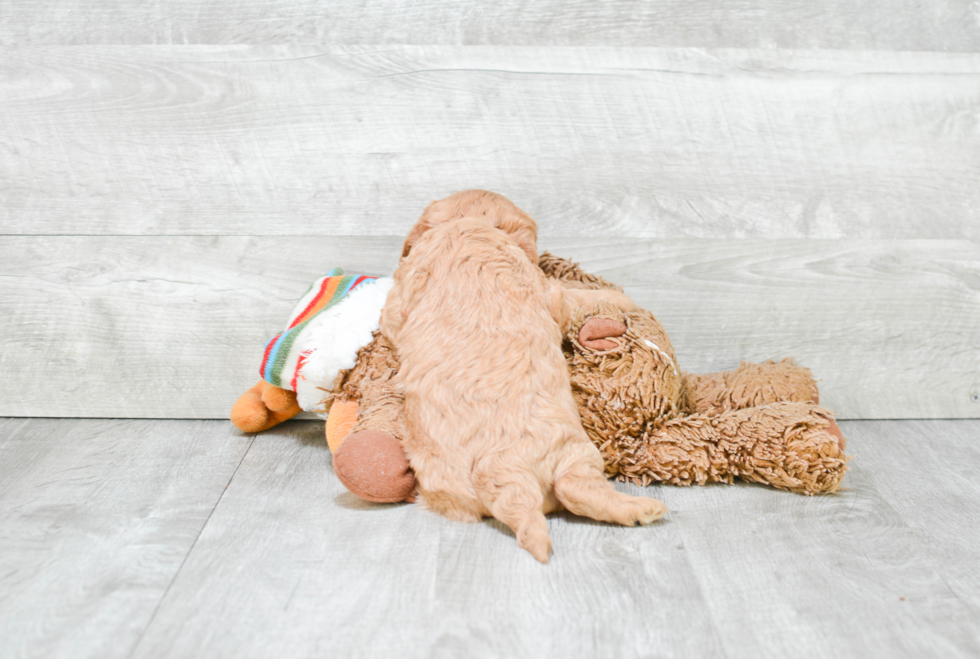 Cavapoo Pup Being Cute
