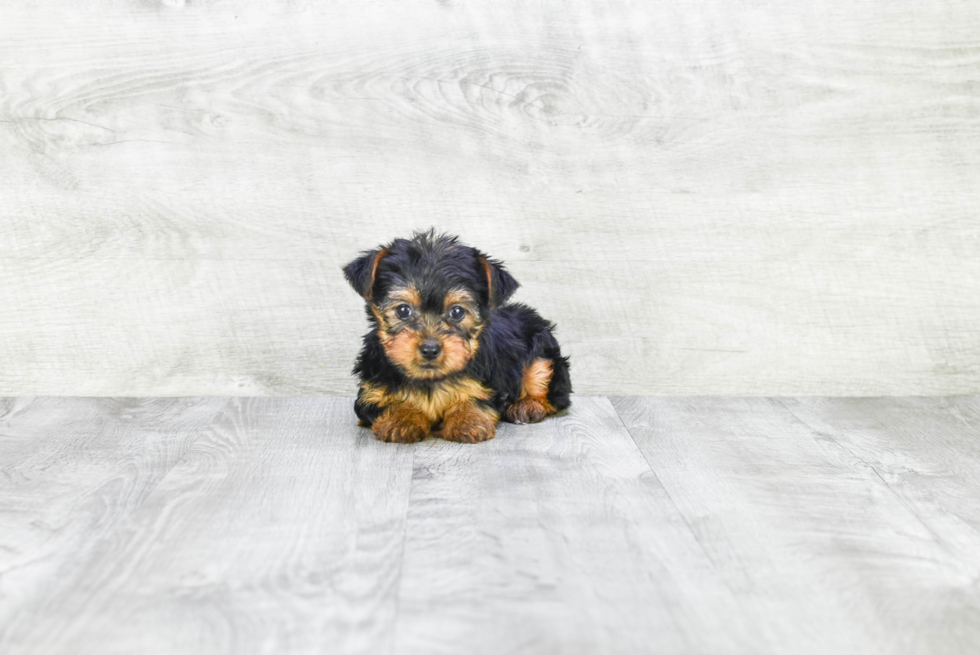 Meet Izzie - our Yorkshire Terrier Puppy Photo 