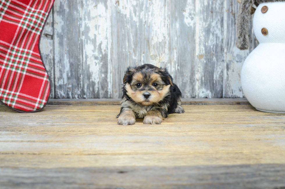 Morkie Pup Being Cute