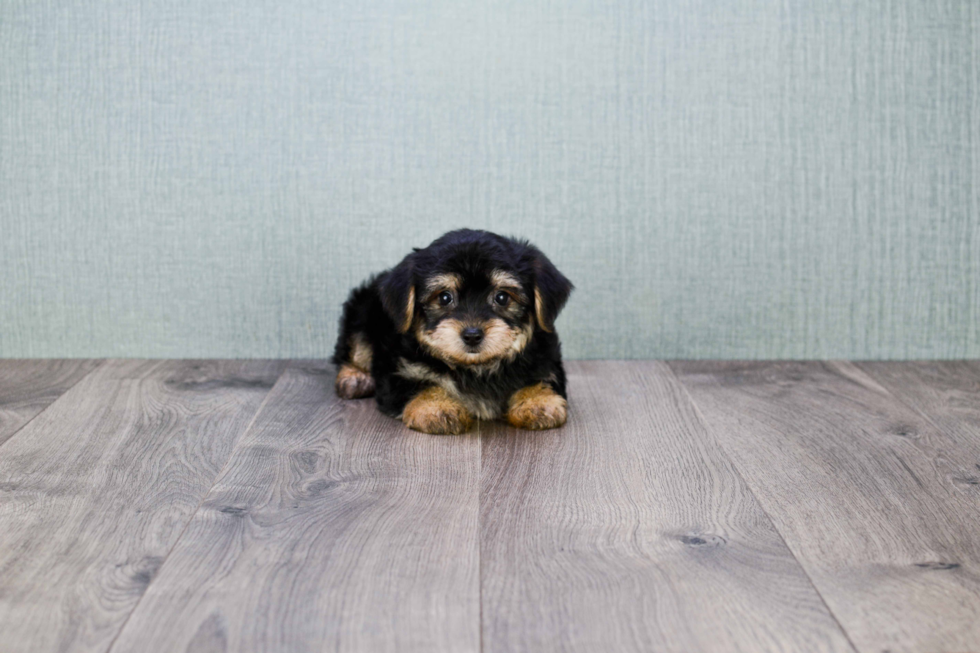 Morkie Pup Being Cute