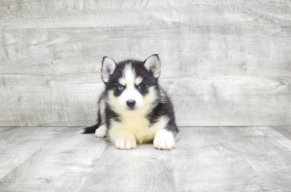 Pomsky Puppy for Adoption