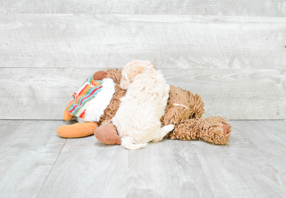 Petite Maltipoo Poodle Mix Pup