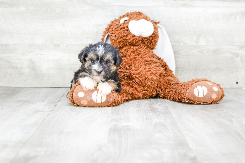 Hypoallergenic Yorkie Designer Puppy