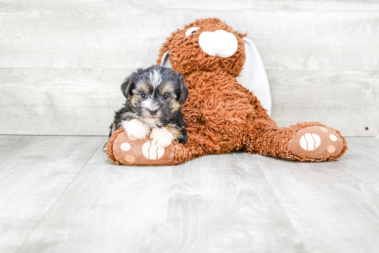 Hypoallergenic Yorkie Designer Puppy
