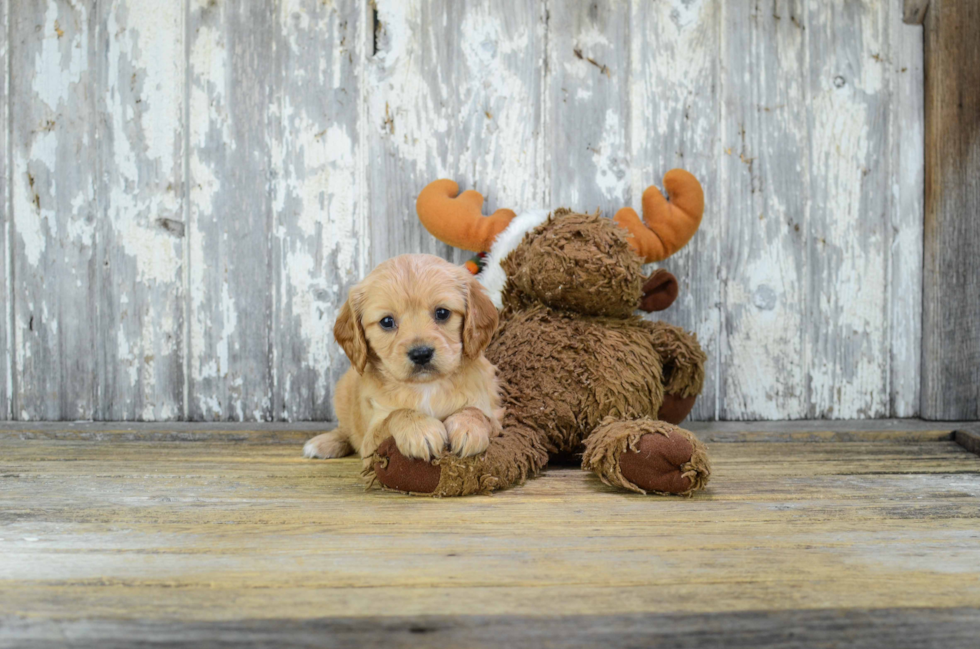 Funny Cavachon Designer Pup