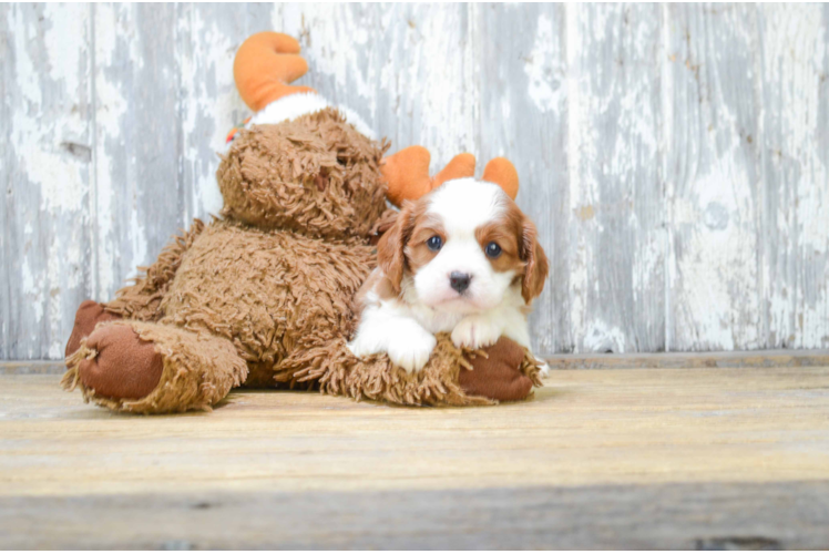 Akc Registered Cavalier King Charles Spaniel Purebred Pup