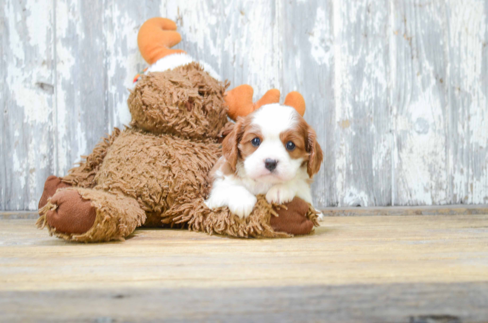 Akc Registered Cavalier King Charles Spaniel Purebred Pup