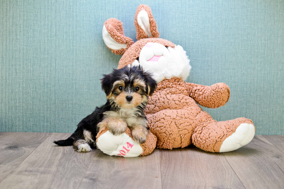 Morkie Pup Being Cute