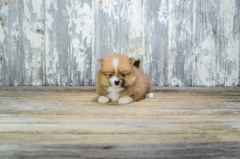 Pomeranian Puppy for Adoption