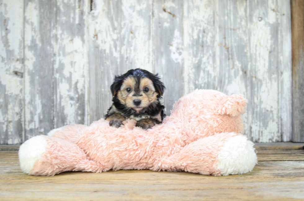 Little Yorkie Designer Puppy