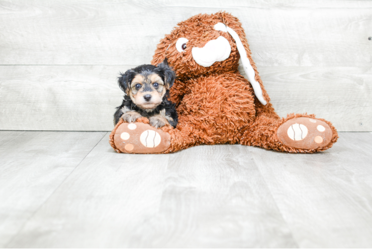 Morkie Pup Being Cute