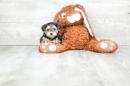 Morkie Pup Being Cute