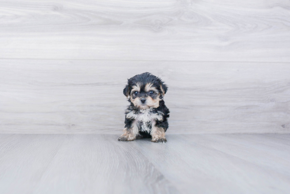Friendly Morkie Baby