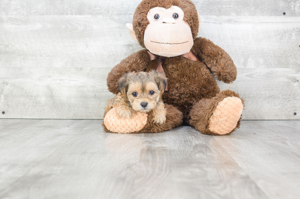 Morkie Pup Being Cute