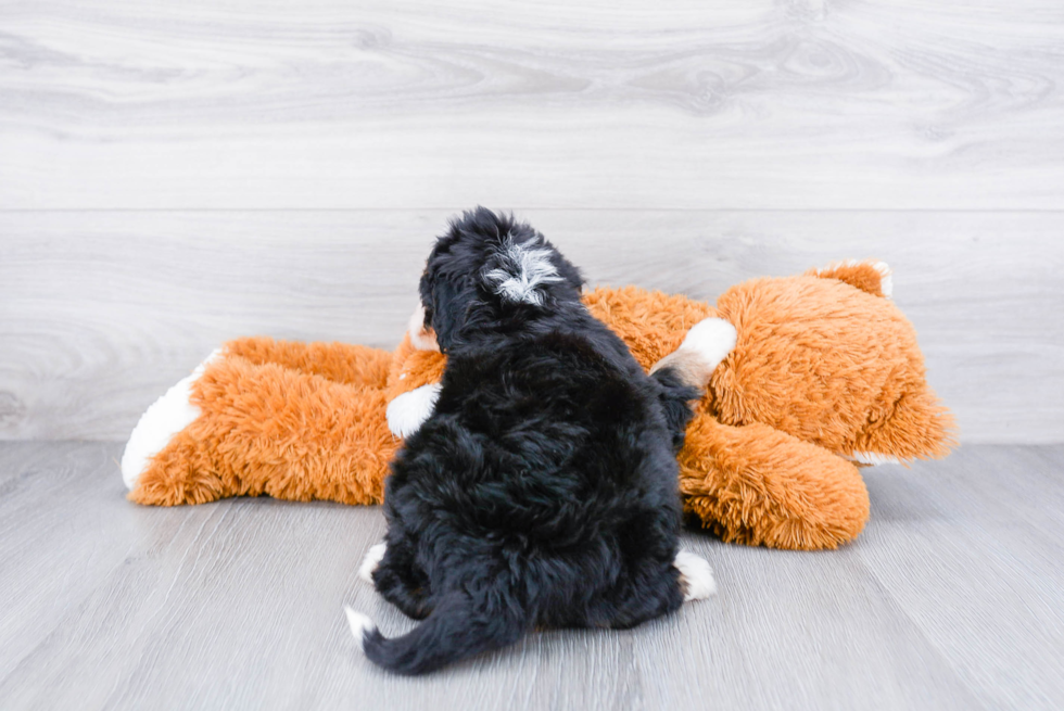Mini Bernedoodle Puppy for Adoption