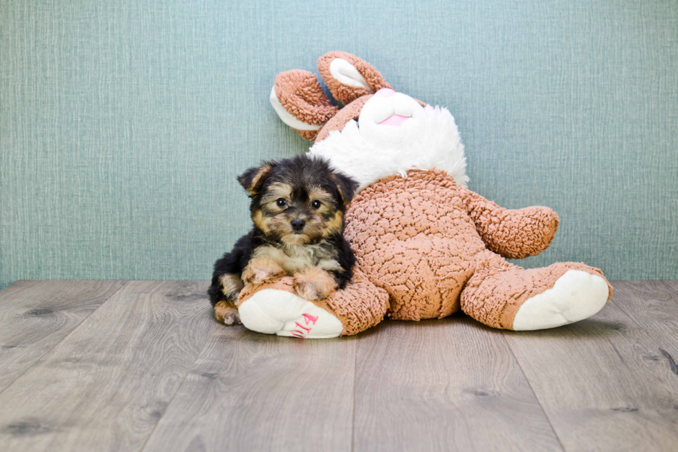 Morkie Pup Being Cute