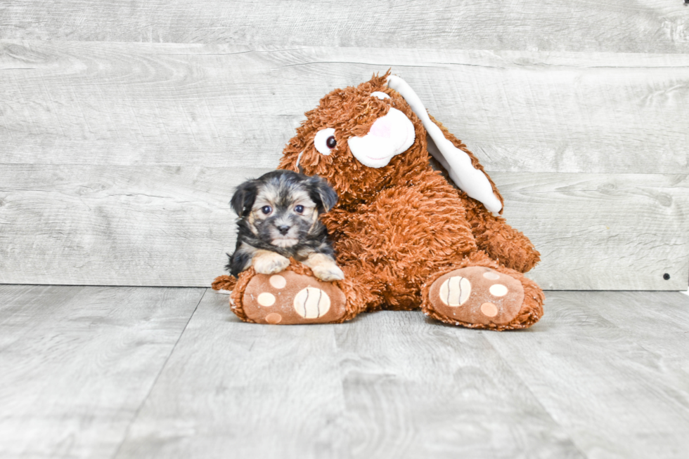 Fluffy Morkie Designer Pup
